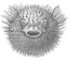 pufferfish-4